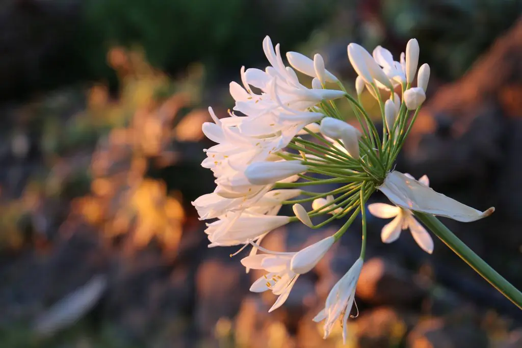 k-21_2_Blumen