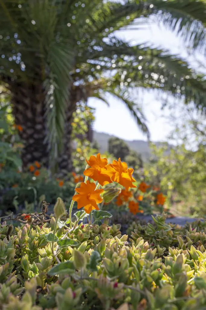 k-Y_Blume_garten