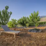 Tropischer Garten